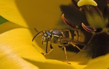 Wasp Stock Photography