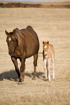 Quarter Horse Mare And Foal Stock Photography Quarter Horse Mare And Foal Stock Photography