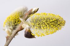 Pussy-willow Blossom Stock Images Pussy-willow Blossom Stock Images