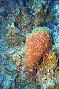 Great Star Coral And Reef Stock Photo Great Star Coral And Reef Stock Photo