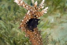 Three-spot Dascyllus (dascyllus Trimaculatus) Next Royalty Free Stock Photo Three-spot Dascyllus (dascyllus Trimaculatus) Next Royalty Free Stock Photo