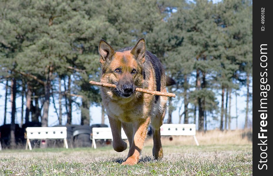 Germany Sheep-dog running with stick