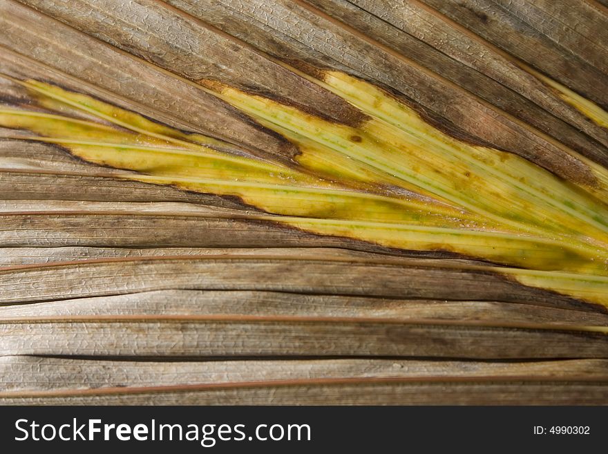 Macro photo of the texture of palmfronds. Macro photo of the texture of palmfronds
