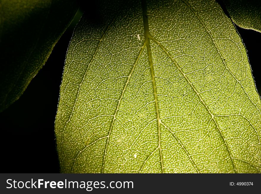 Nature series: macro picture of leaf over black