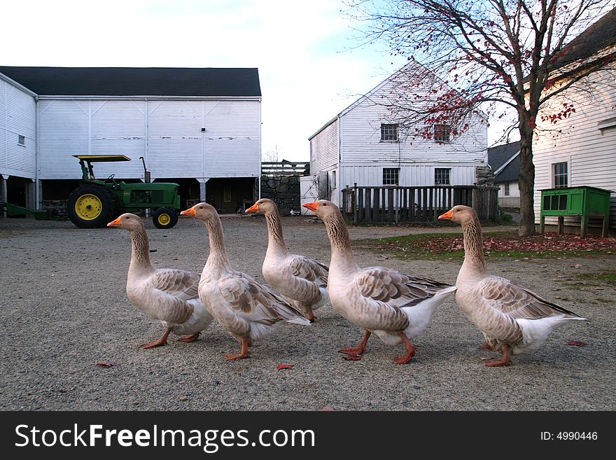 A flock of geese walk across the farm yard in front of a tractor. A flock of geese walk across the farm yard in front of a tractor.