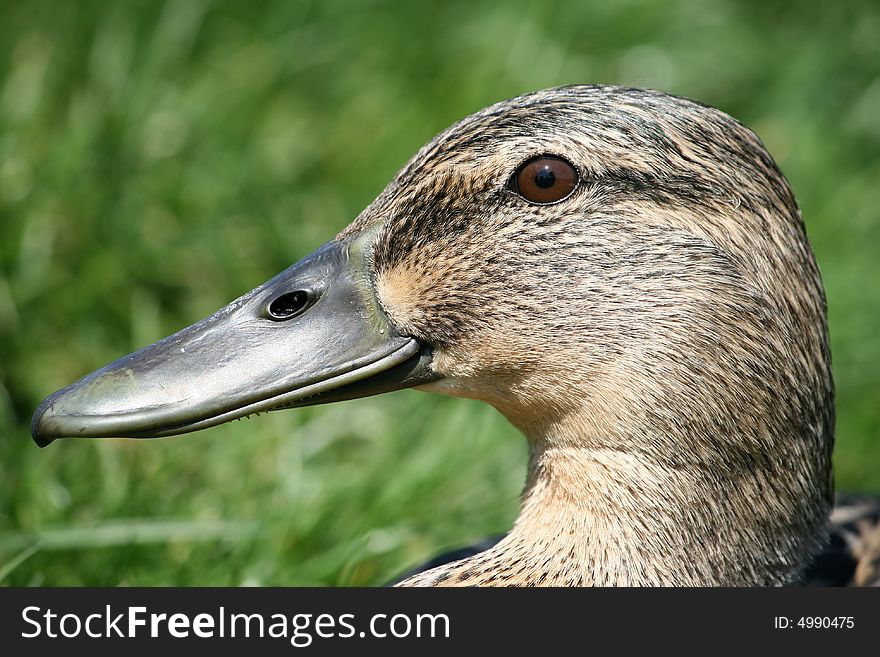 Duck`s head, duck on the grass near the pond