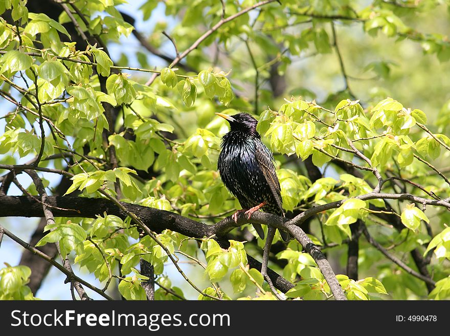 Little starling on the tree in april, spring