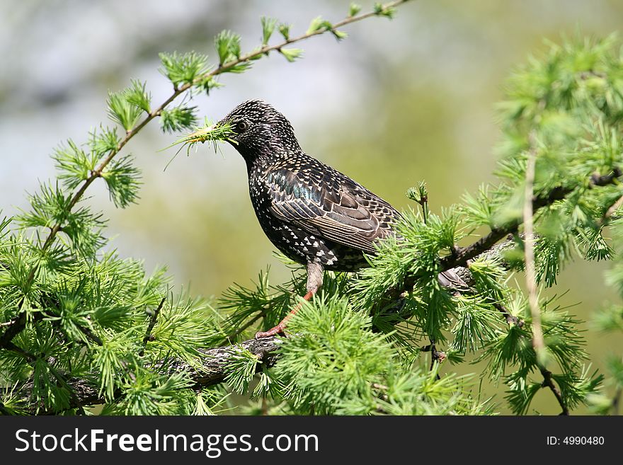 Little starling eating on the tree, spring