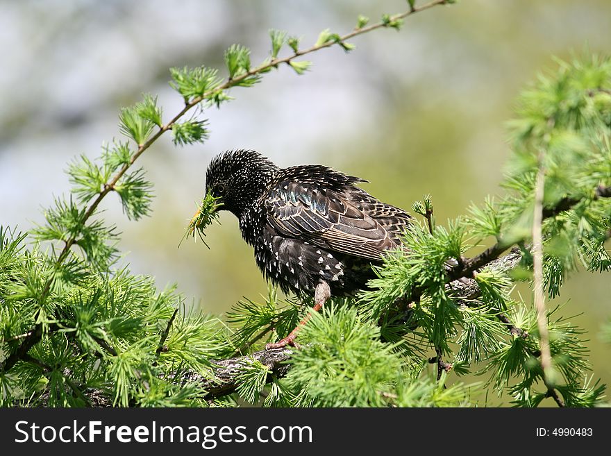 Little starling on the tree eating, spring