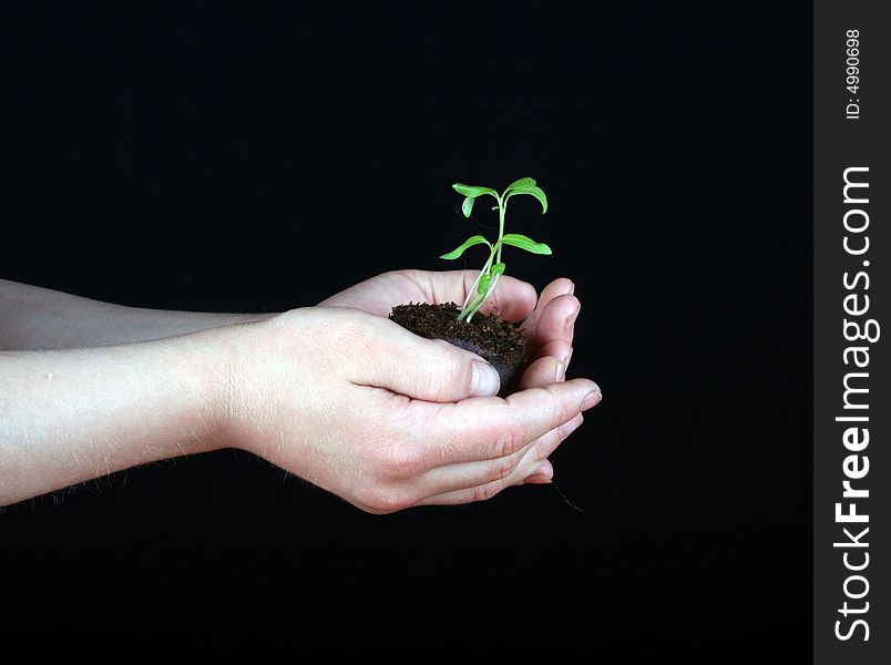 A child\'s hands holding a seedling plant on a black background. A child\'s hands holding a seedling plant on a black background.