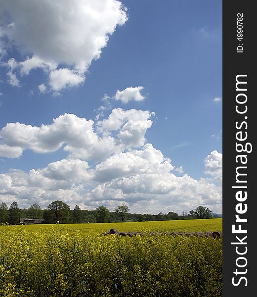 Photo of colza field in the sunny cloudy day. Photo of colza field in the sunny cloudy day