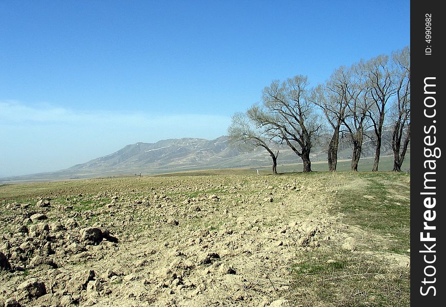 Trees near field in mounains. Uzbekistan, March 2008