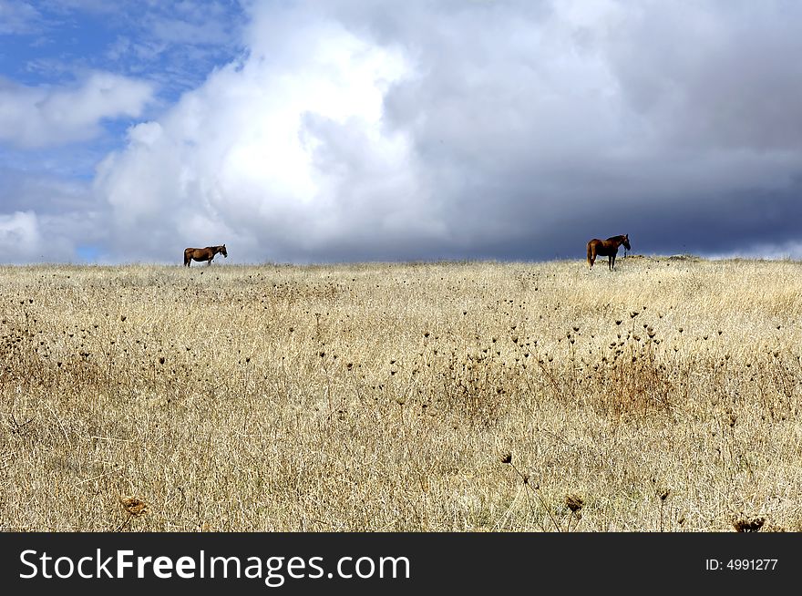 Portugal, Alentejo: blue and cloudy sky for this landscape with horses near Viana de Alentejo. Portugal, Alentejo: blue and cloudy sky for this landscape with horses near Viana de Alentejo