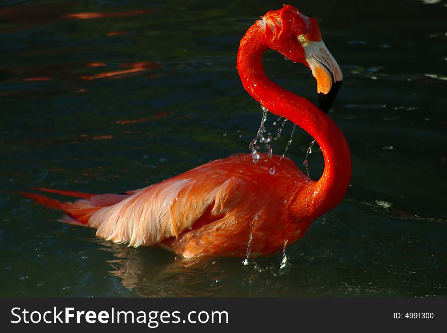 A closeup of a pink flamingo just surfacing from the water. A closeup of a pink flamingo just surfacing from the water.