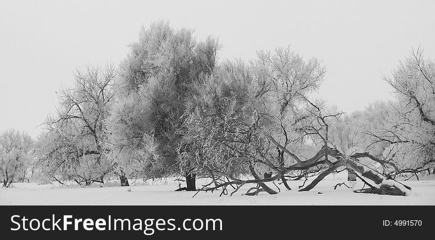 Trees in field near the Big Thompson River, Colorado. Trees in field near the Big Thompson River, Colorado