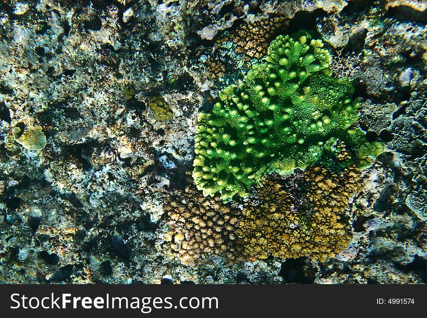 Green coral on the reef of mentawai, Indonesia