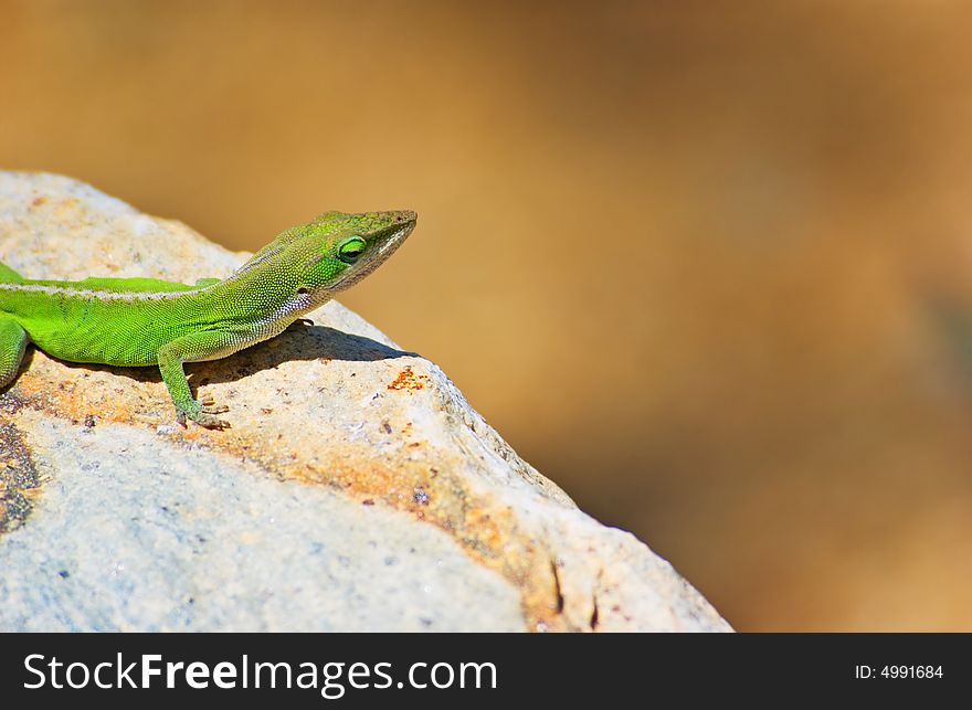 A Green Lizard on a rock