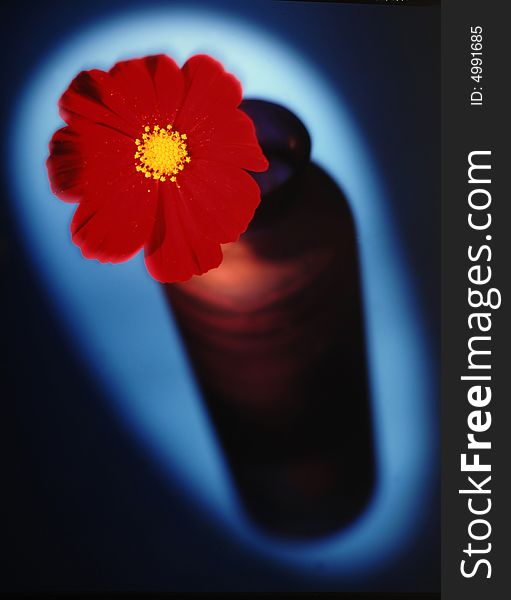 Red flower in a purple vase on a blue background