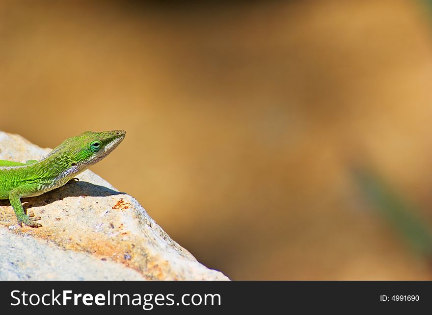 A Green Lizard on a rock