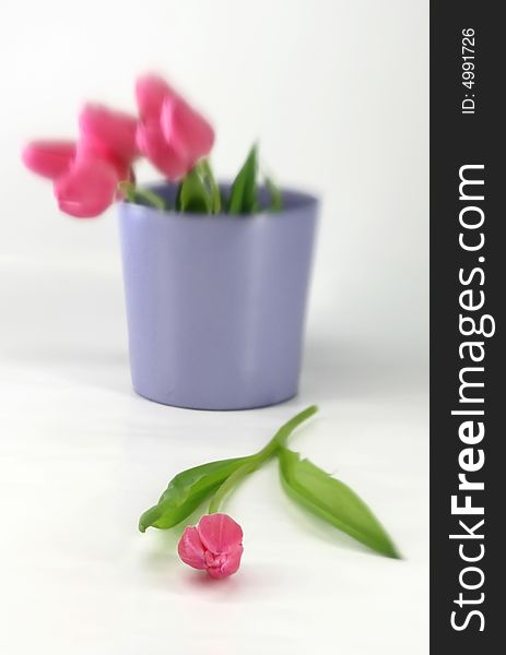 Pink tulips in a purple vase with shallow focus