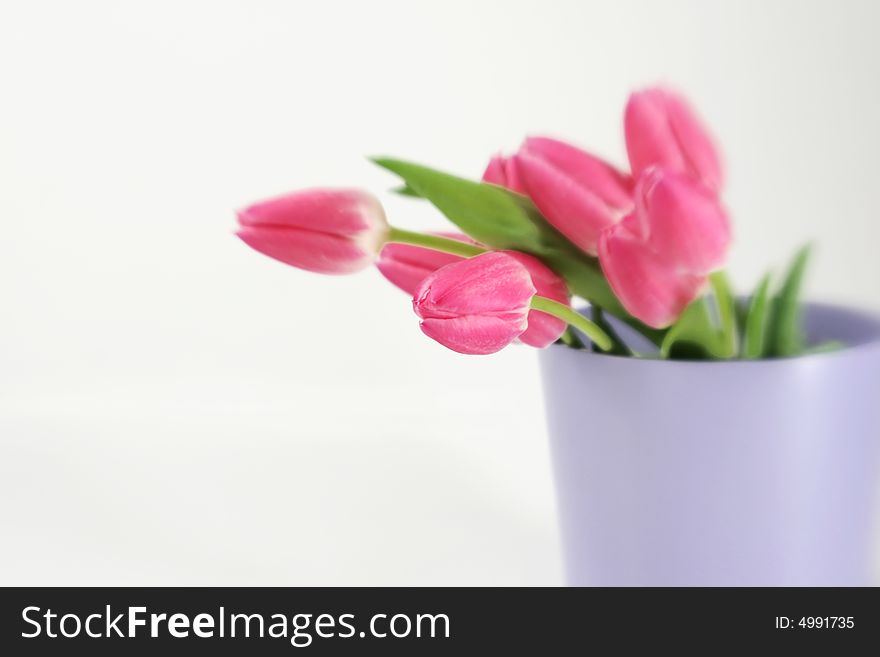 A bunch of pink tulips in a purple vase. A bunch of pink tulips in a purple vase