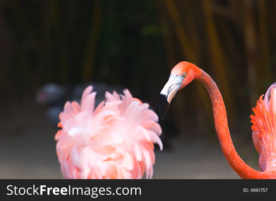 A Close up of a Bright flamingo