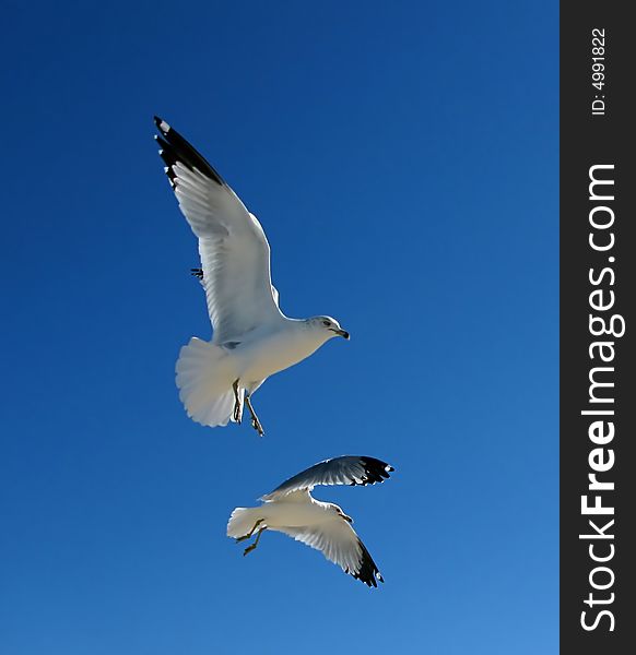 Two seagulls in flight against a vivid blue sky