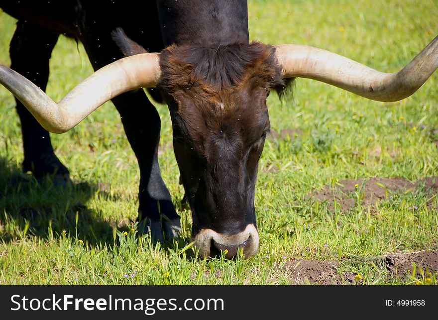 A Longhorn Cattle and green grass