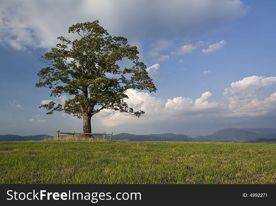 Green landscape and lonely tree with mountains and hills at the distance. Green landscape and lonely tree with mountains and hills at the distance