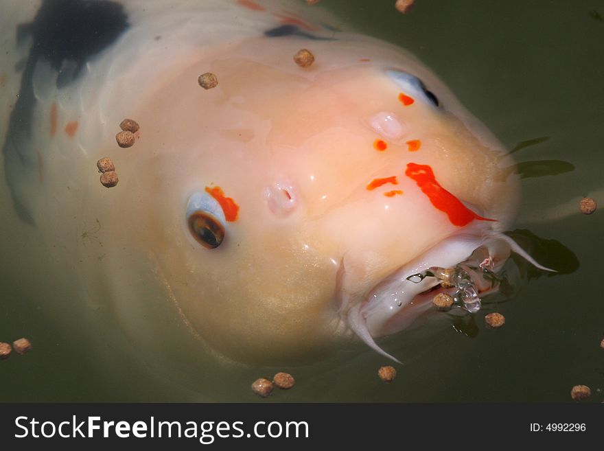 Colorful Koi Feeding With Wide Open Mouth
