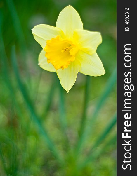 Beautiful yellow daffodil with a very shallow depth of field for excellent copyspace