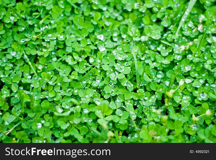 Vivid green bed of clover covered in water droplets - excellent backdrop. Vivid green bed of clover covered in water droplets - excellent backdrop