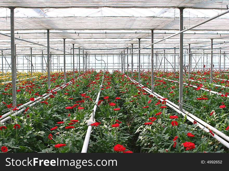 Red chrysanthemum growing in a hothouse. Red chrysanthemum growing in a hothouse