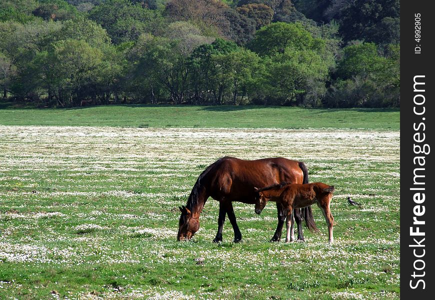 Mother horse and her little horse on a green field. Mother horse and her little horse on a green field