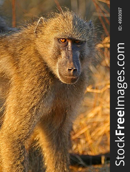 Male baboon captured in the last rays of light in the kruger national park south africa. Male baboon captured in the last rays of light in the kruger national park south africa