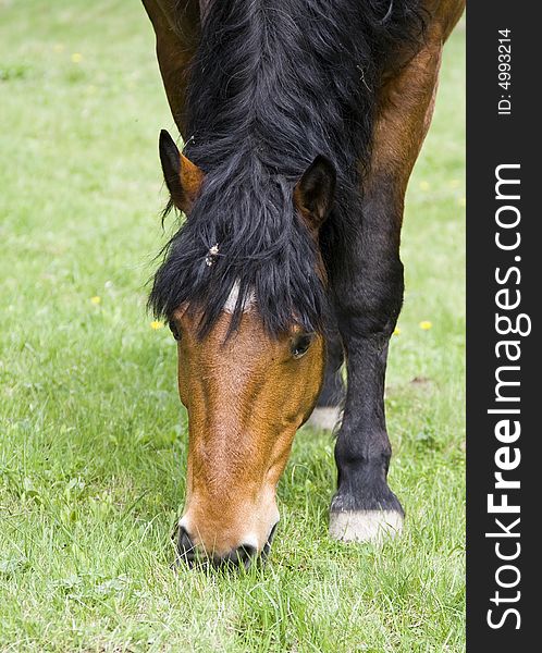 Horse grazing in green field