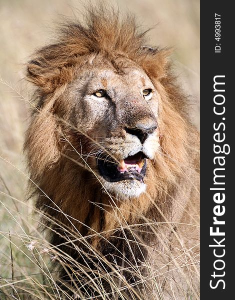 Majestic lion portrait in the grass in the Masai Mara Reserve in Kenya