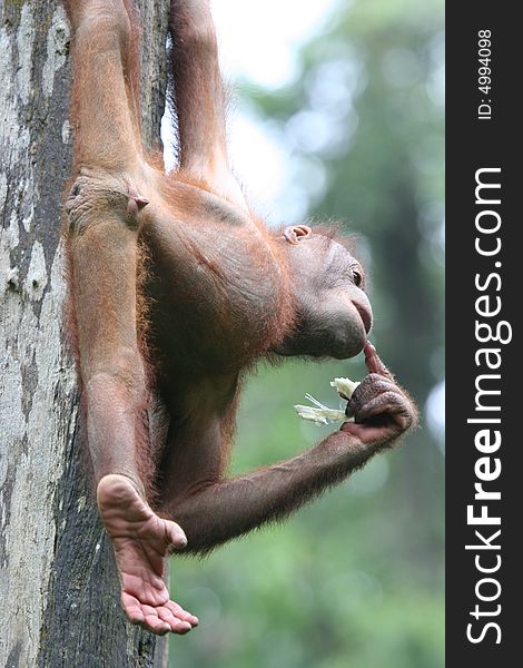 Anry Orangutan in a national park in Borneo. Anry Orangutan in a national park in Borneo