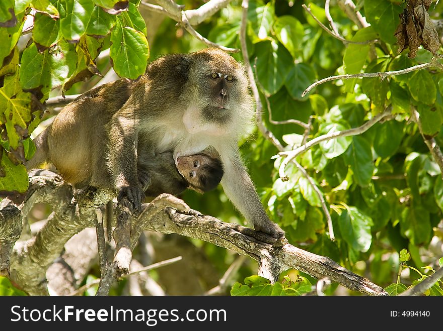Monkey family at the jungles, Phuket, Thailand