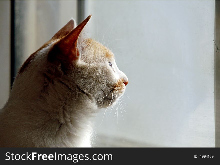 Cat In The Window.