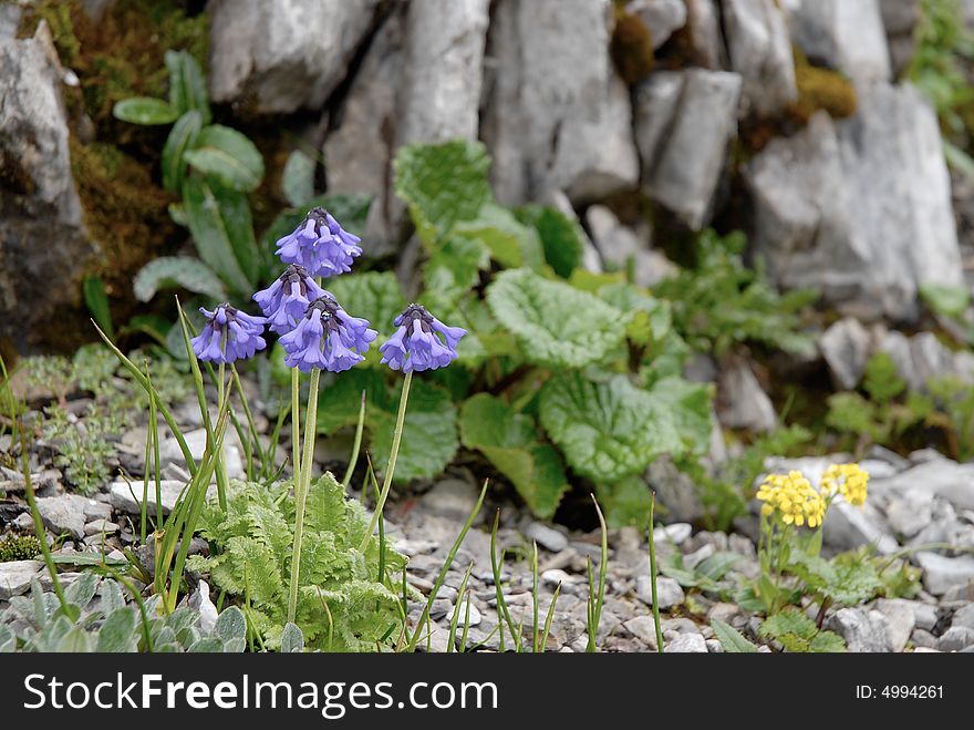 Purple flower in the mountain with rocks