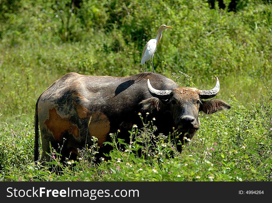 Cattle Egrets and Buffalo a bird an a farm animal. Cattle Egrets and Buffalo a bird an a farm animal.