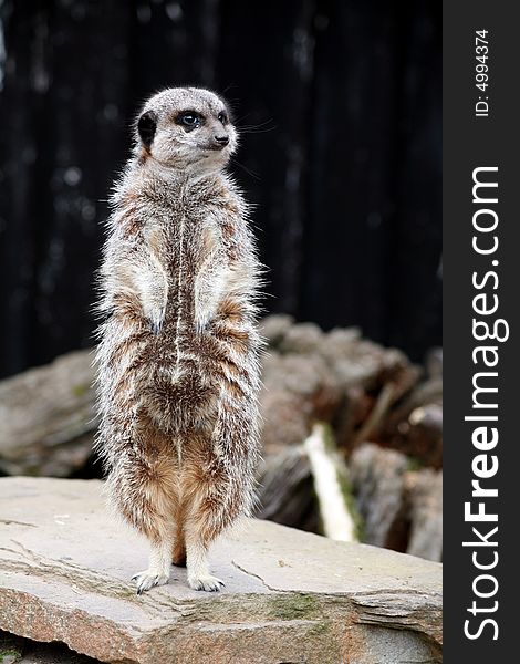 Meerkat standing on the lookout for danger