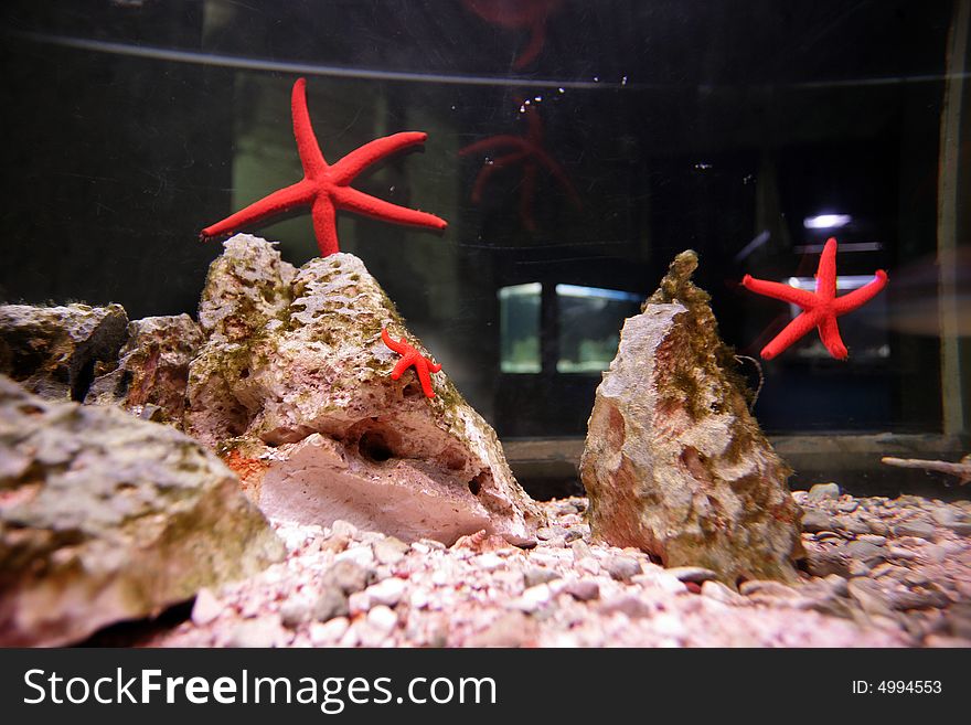 Red sea stars in the big aquarium.