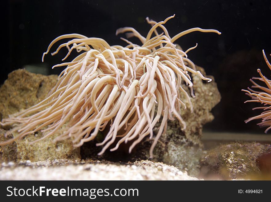 Underwater or undersea view of sea anemone