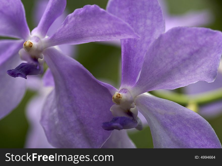 Orchids are beautiful plants in different forms and colors