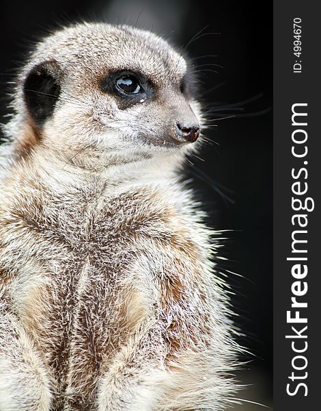 Inquisitive Meerkat