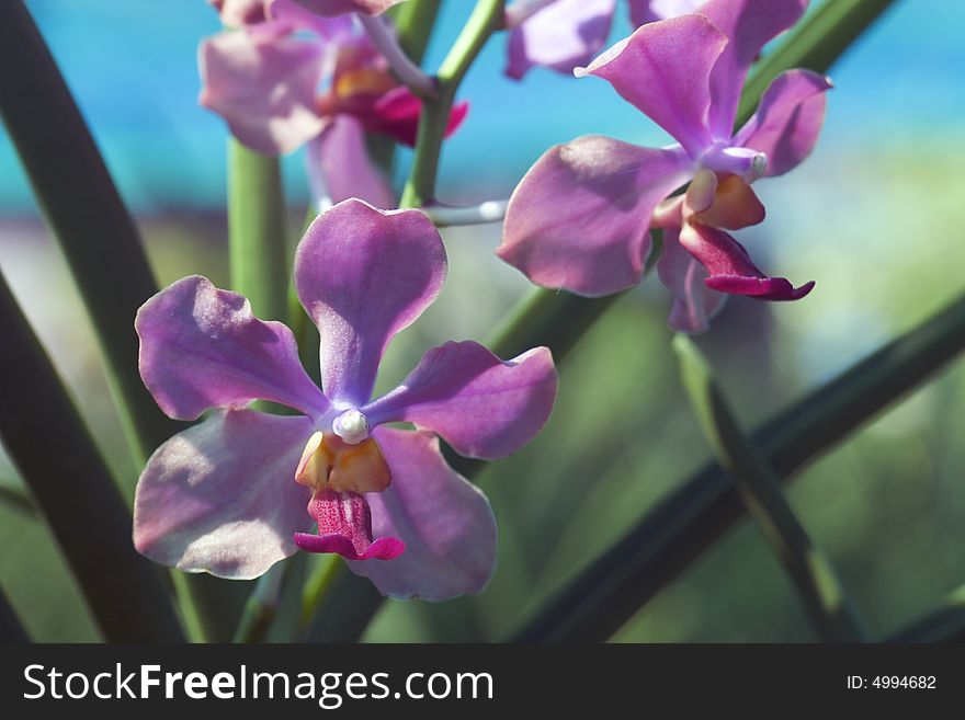 Orchids are beautiful plants in different forms and colors
