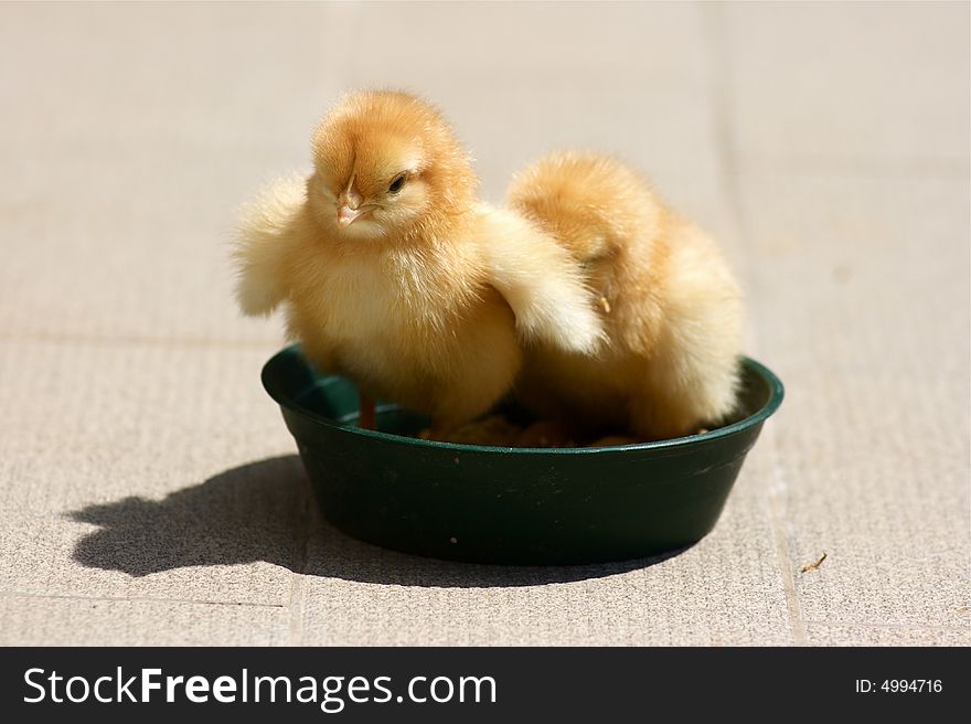 Two sweet chickens in my garden. Two sweet chickens in my garden