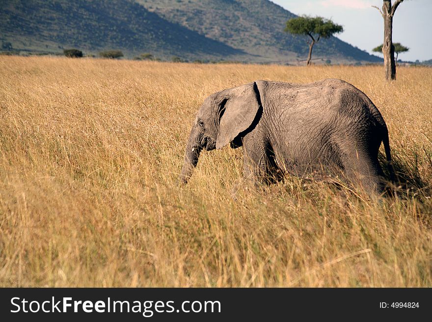 Young elephant in the grass in the Masai Mara Reserve (Kenya)